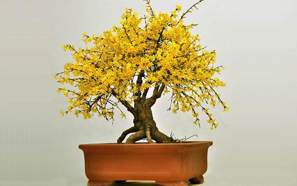 精品花卉