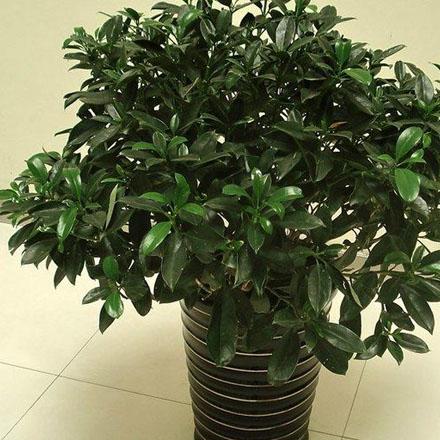 綠植租擺前景