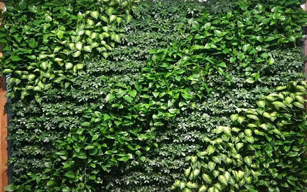 植物墻2
