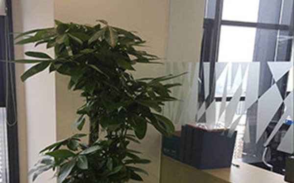 精品花卉7