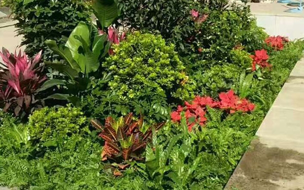 精品花卉