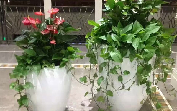 精品花卉2