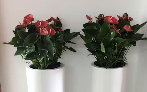 辦公租擺3